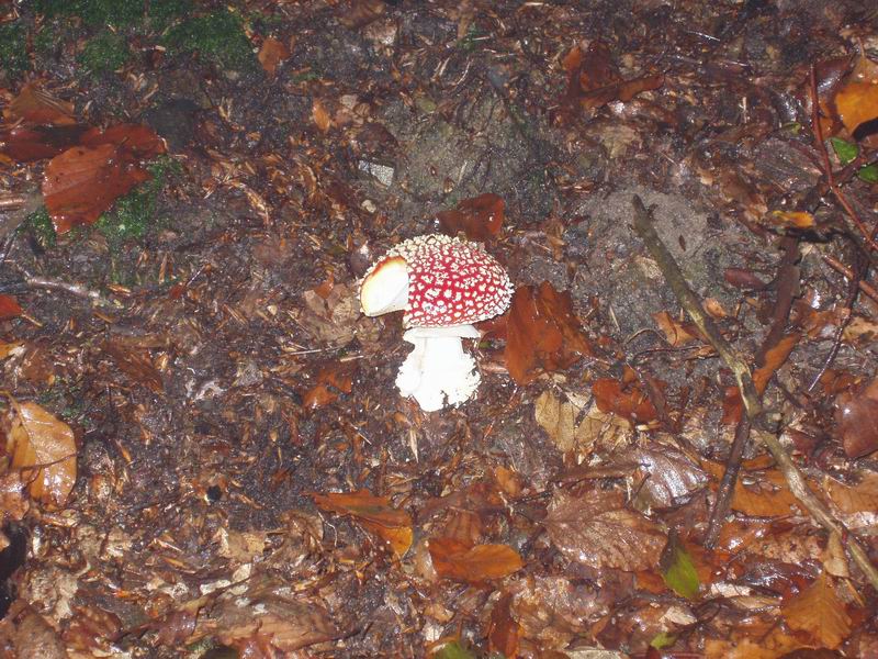 Val d''Aveto (Ligura)